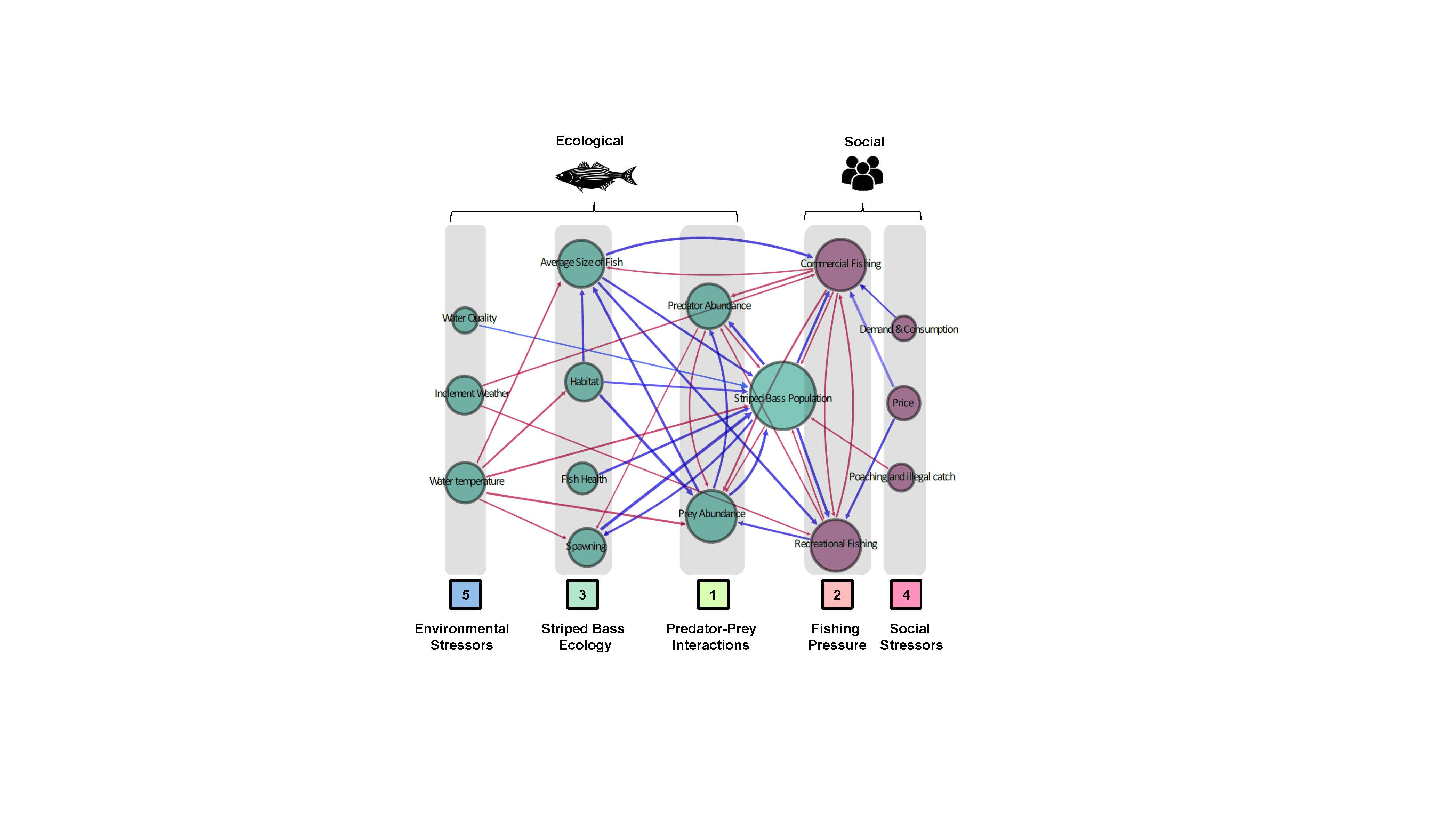 A mental model of the striped bass fishery visualized by components of the system represented by circles and connections between those components represented by lines, connected together in a web-like fashion.